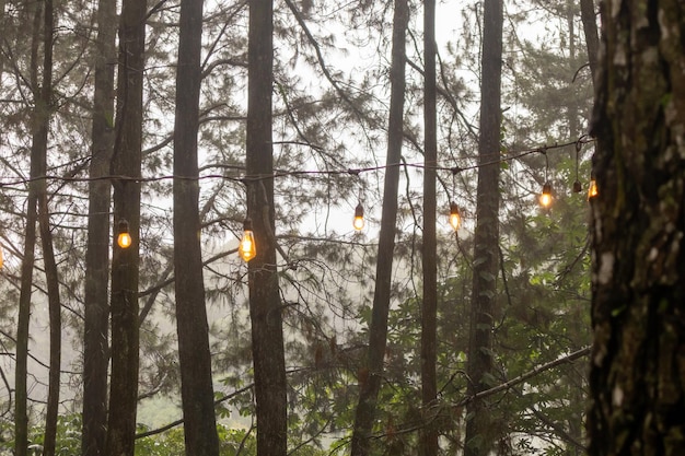 Uitzicht op een dennenbos met retro gloeilampen bij de regen