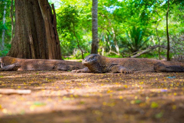 Foto uitzicht op een dier dat op een rots in het bos rust