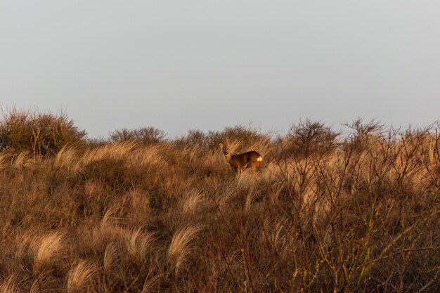 Foto uitzicht op een dier op het veld tegen een heldere lucht