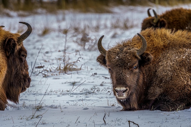 Foto uitzicht op een dier op sneeuw bedekt land