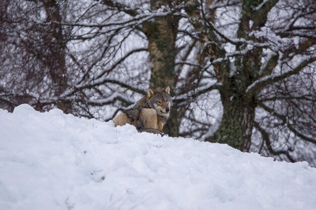 Foto uitzicht op een dier op sneeuw bedekt land