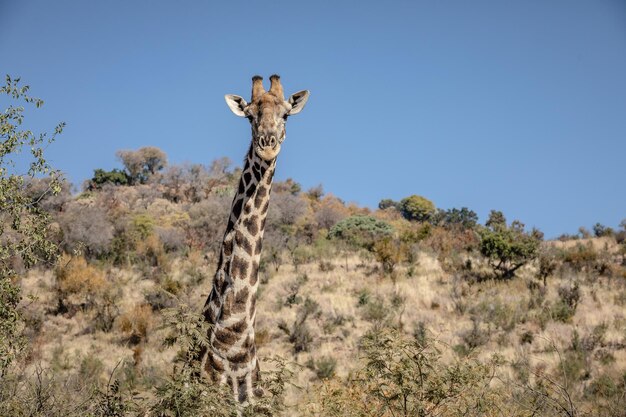 Foto uitzicht op een dode boom op het veld tegen de lucht