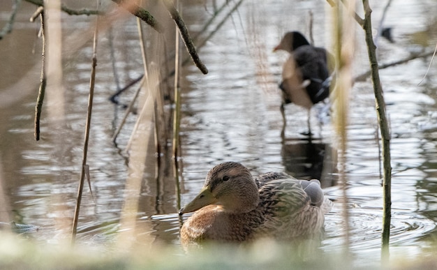 Foto uitzicht op een eend die in een meer zwemt