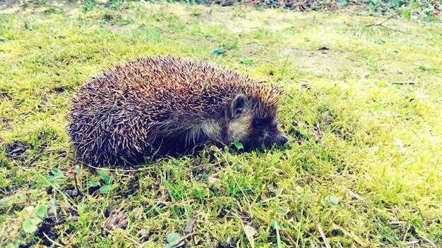 Uitzicht op een egel in het gras