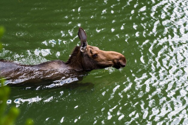 Foto uitzicht op een eland in het water