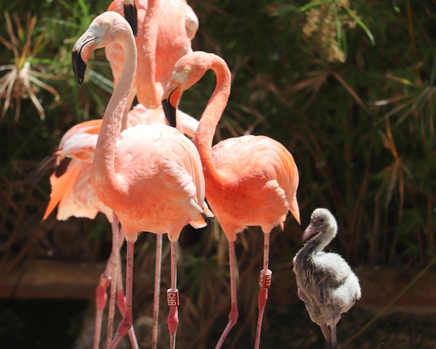 Foto uitzicht op een flamingo