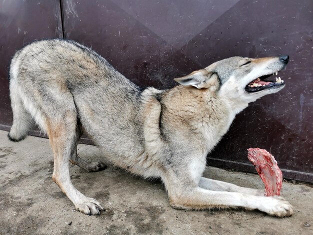 Foto uitzicht op een gauwende hond