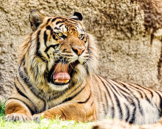 Foto uitzicht op een gauwende tijger