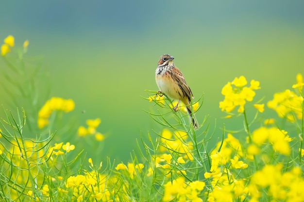 Uitzicht op een gele bloeiende plant