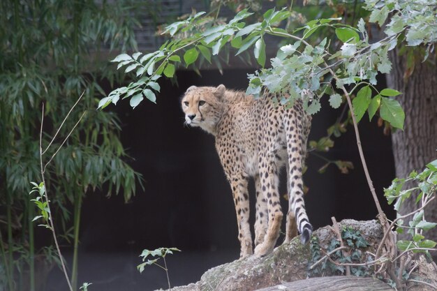 Foto uitzicht op een gepard