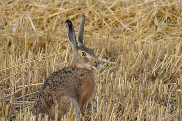 Foto uitzicht op een giraf op het veld