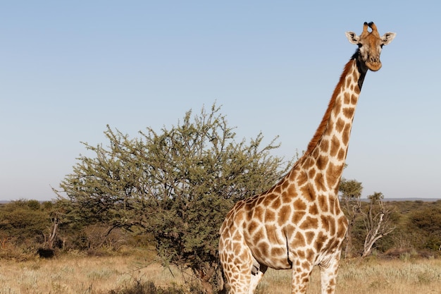 Foto uitzicht op een giraf tegen een heldere lucht