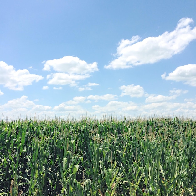Uitzicht op een grasveld tegen een blauwe hemel en wolken