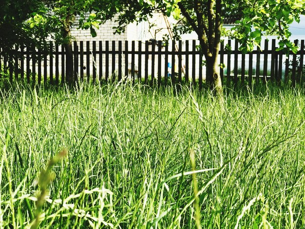 Uitzicht op een grasveld