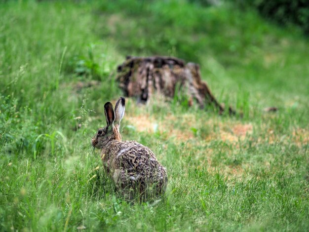 Foto uitzicht op een haas op het veld