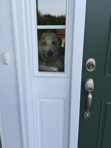 Foto uitzicht op een hond die door de deur kijkt