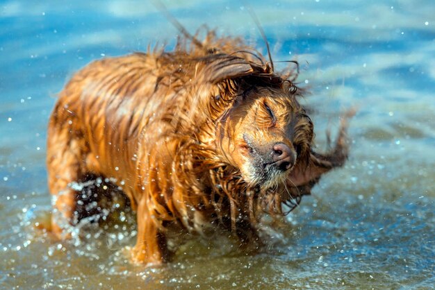 Uitzicht op een hond die in de zee zwemt