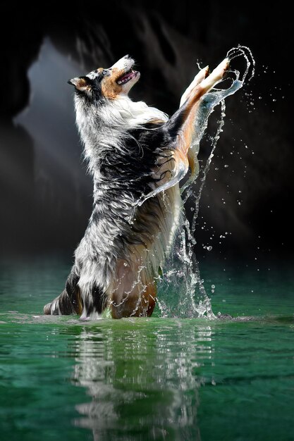 Foto uitzicht op een hond die in het water springt