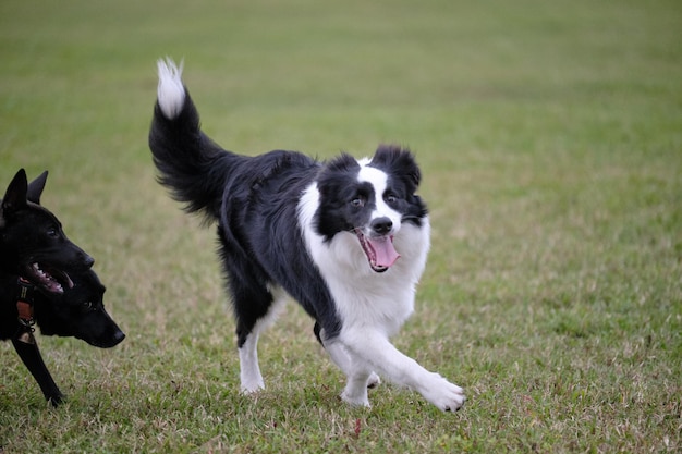 Uitzicht op een hond die op het veld loopt