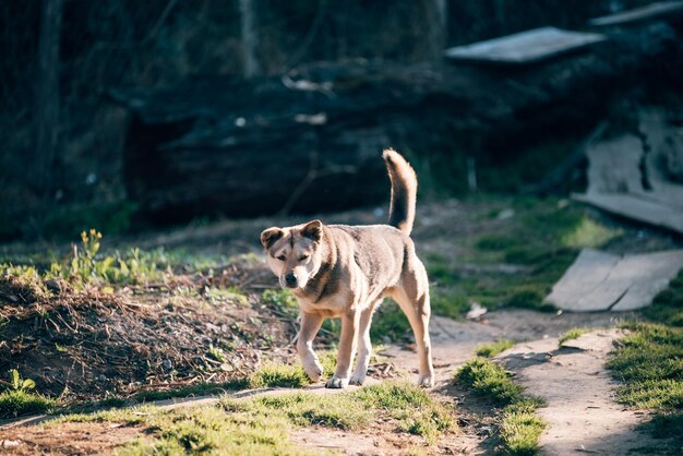 Foto uitzicht op een hond die op het veld staat