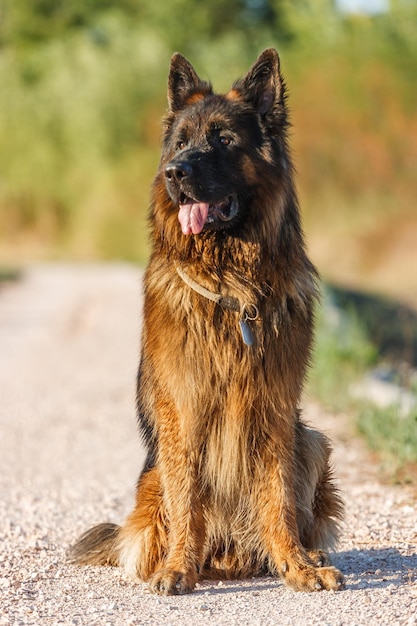 Uitzicht op een hond die op het veld zit.