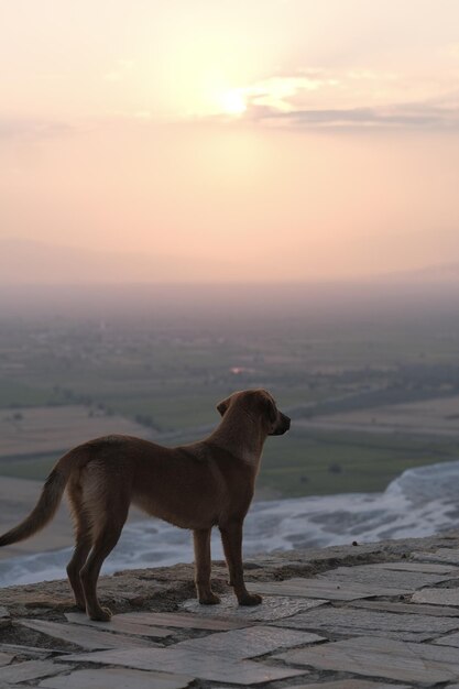 Uitzicht op een hond die tijdens de zonsondergang op het land tegen de lucht staat