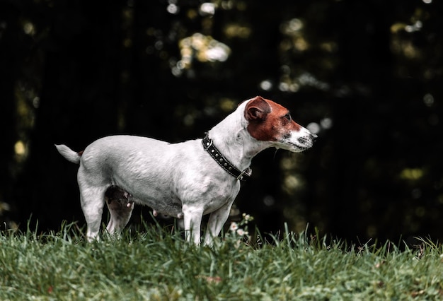 Foto uitzicht op een hond die wegkijkt op het veld