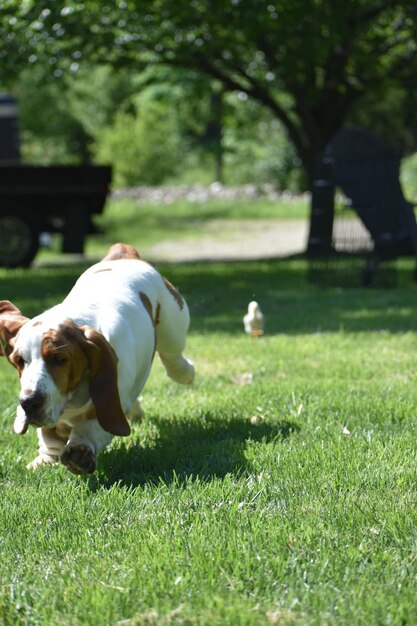 Uitzicht op een hond in het park