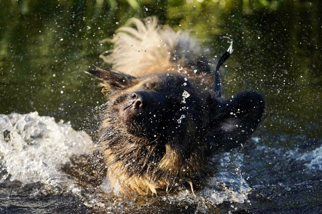 Uitzicht op een hond in het water