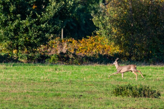 Uitzicht op een hond op een grasland