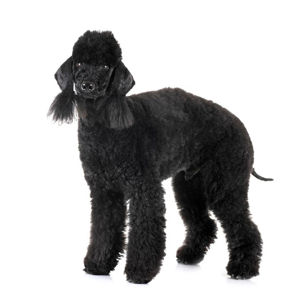 Uitzicht op een hond op een witte achtergrond