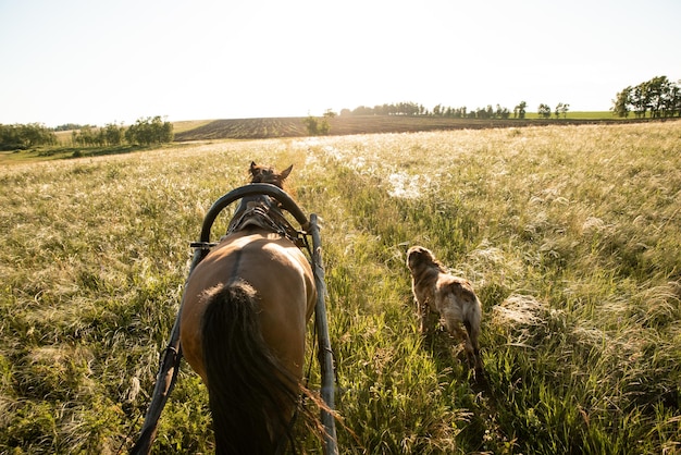 Foto uitzicht op een hond op het land