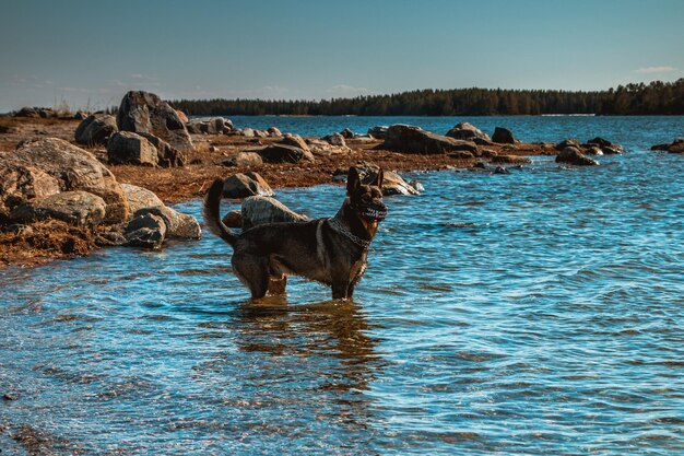 Foto uitzicht op een hond op het strand tegen de lucht