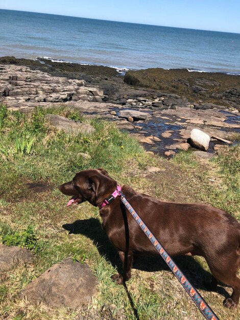 Uitzicht op een hond op het strand