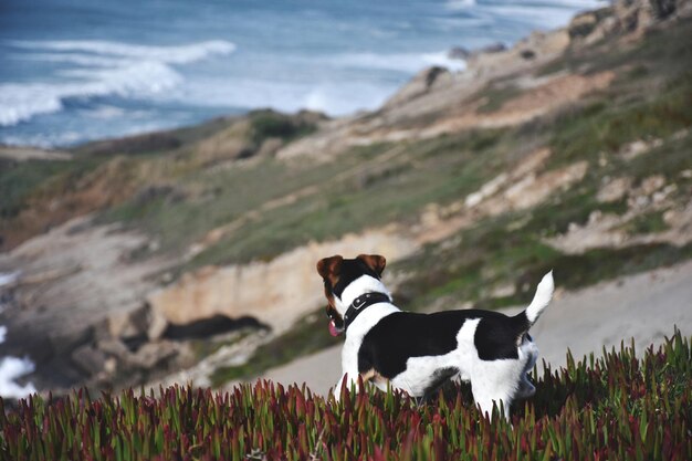 Foto uitzicht op een hond op het strand