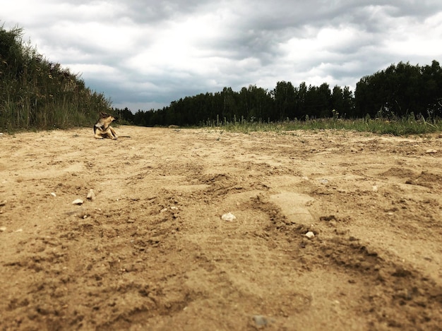 Foto uitzicht op een hond op het veld tegen de lucht