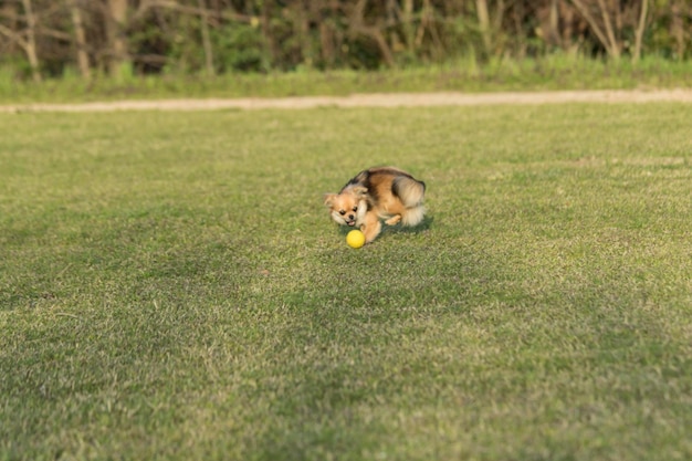 Foto uitzicht op een hond op het veld