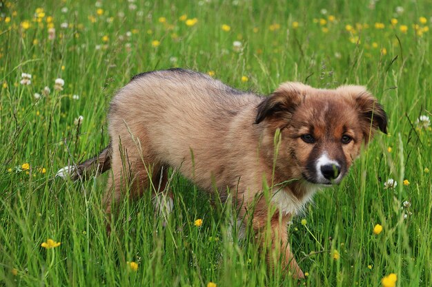 Foto uitzicht op een hond op het veld