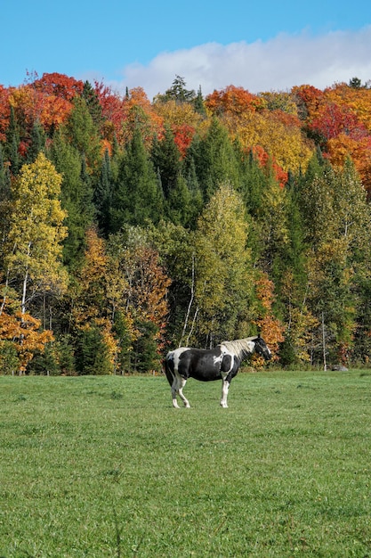Uitzicht op een hond op het veld