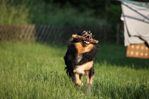 Foto uitzicht op een hond op het veld