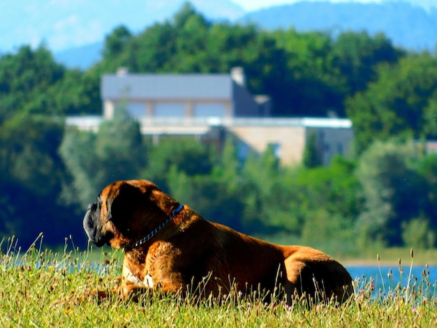 Foto uitzicht op een hond op het veld