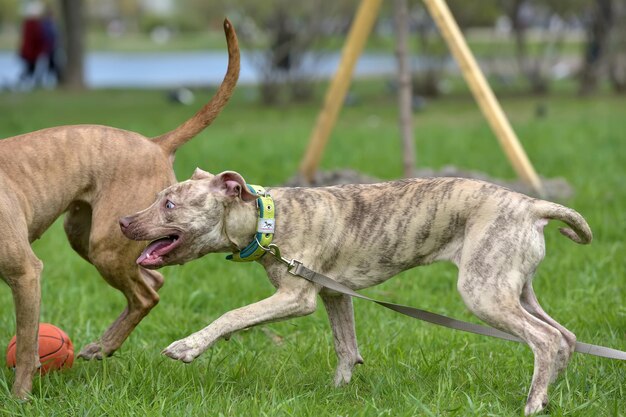 Foto uitzicht op een hond op het veld