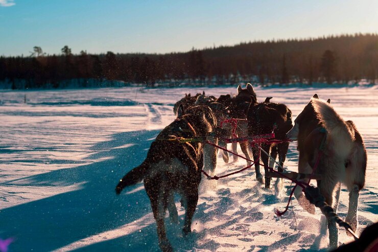 Foto uitzicht op een hond op sneeuw bedekt land