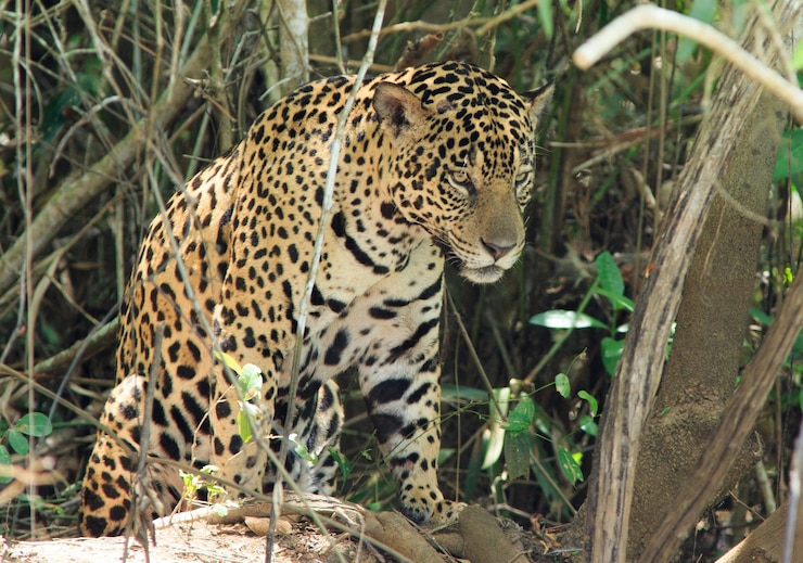 Foto uitzicht op een jaguar die wegkijkt