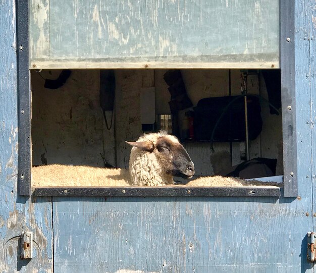 Foto uitzicht op een kat die door het raam kijkt