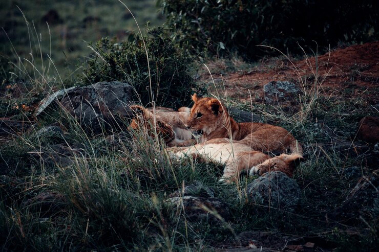 Foto uitzicht op een kat die op het veld rust