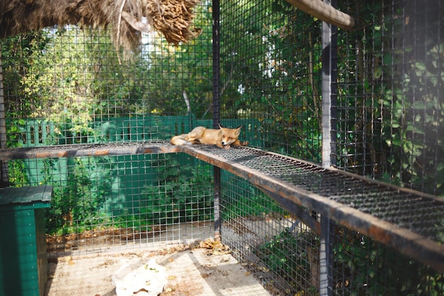 Foto uitzicht op een kat in een kooi in de dierentuin