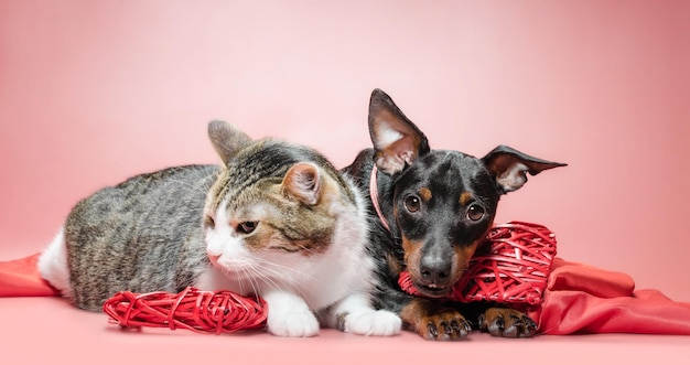 Foto uitzicht op een kat op bed