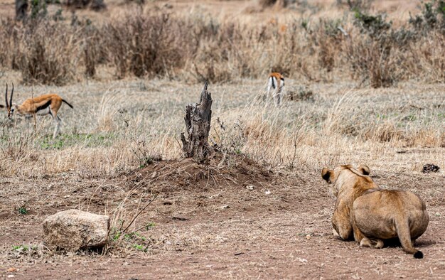 Foto uitzicht op een kat op de grond