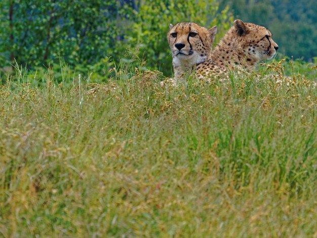 Foto uitzicht op een kat op het gras